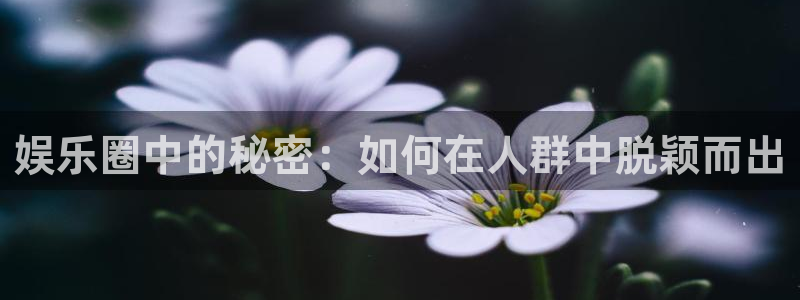 环球360一比一：娱乐圈中的秘密：如何在人群中脱颖而出